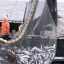 Планируется существенное увеличение вылова рыбы в районе Сахалина на 2016 год