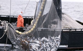 Планируется существенное увеличение вылова рыбы в районе Сахалина на 2016 год